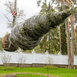 Посадка деревьев